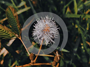 Mimosa pudicaÂ L. & x28;Mimosaceae& x29;